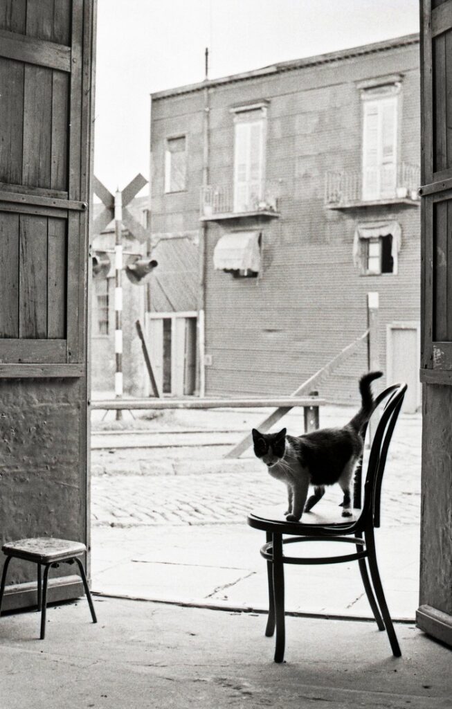 09. Gato, Carpintería en La Boca, Buenos Aires, 1958 - Aldo Sessa